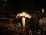 Tricholoma psammopus image