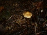 Tricholoma psammopus image