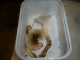 Hygrophorus mesotephrus image