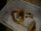 Hygrophorus mesotephrus image
