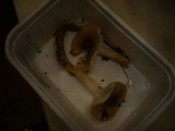 Hygrophorus mesotephrus image