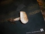 Hygrophorus queletii image