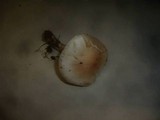 Hygrophorus queletii image