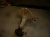 Hygrophorus queletii image