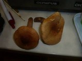 Lactarius britannicus image