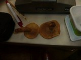 Lactarius britannicus image