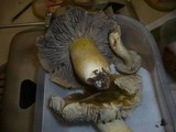 Tricholoma luridum image