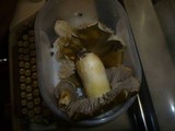 Tricholoma luridum image