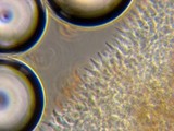 Psilocybe cyanofibrillosa image