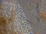 Psilocybe cyanofibrillosa image