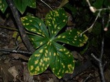 Allodus podophylli image