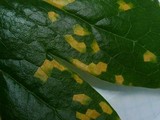 Allodus podophylli image