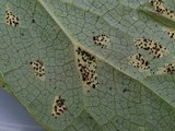 Allodus podophylli image