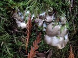Reticularia lycoperdon image