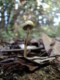 Protostropharia semiglobata image