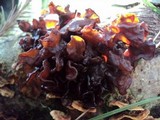 Phaeotremella frondosa image