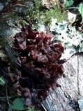 Phaeotremella frondosa image