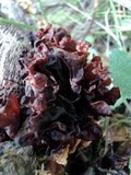 Phaeotremella frondosa image