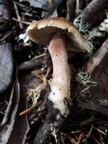 Inocybe laetior image