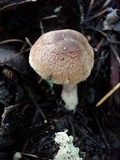 Inocybe laetior image