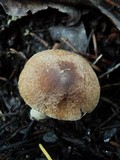Inocybe laetior image
