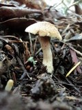 Inocybe laetior image