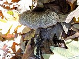 Tricholoma atrosquamosum image