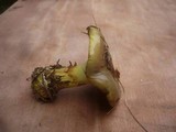 Cortinarius atrovirens image