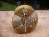 Cortinarius atrovirens image