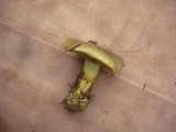 Cortinarius atrovirens image