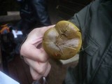 Cortinarius atrovirens image