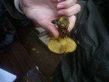 Cortinarius atrovirens image
