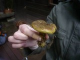 Cortinarius atrovirens image