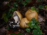 Cortinarius varius image