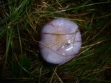 Cortinarius salor image