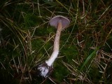 Cortinarius spilomeus image