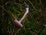 Cortinarius spilomeus image