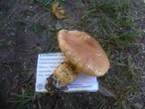 Cortinarius vulpinus image