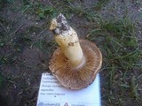 Cortinarius vulpinus image