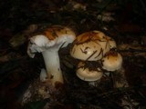 Hygrophorus pudorinus image