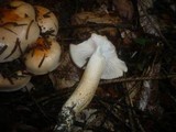 Hygrophorus pudorinus image