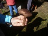 Echinoderma calcicola image