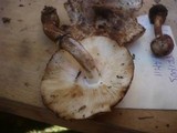 Leucocoprinus badhamii image