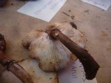 Leucocoprinus badhamii image