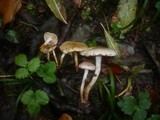 Pholiota gummosa image