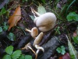Pholiota gummosa image