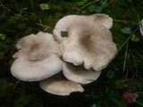 Tricholoma pardalotum image