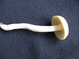 Hygrophorus chrysodon image