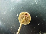 Protostropharia semiglobata image