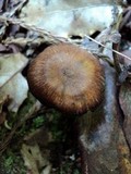 Entoloma serrulatum image